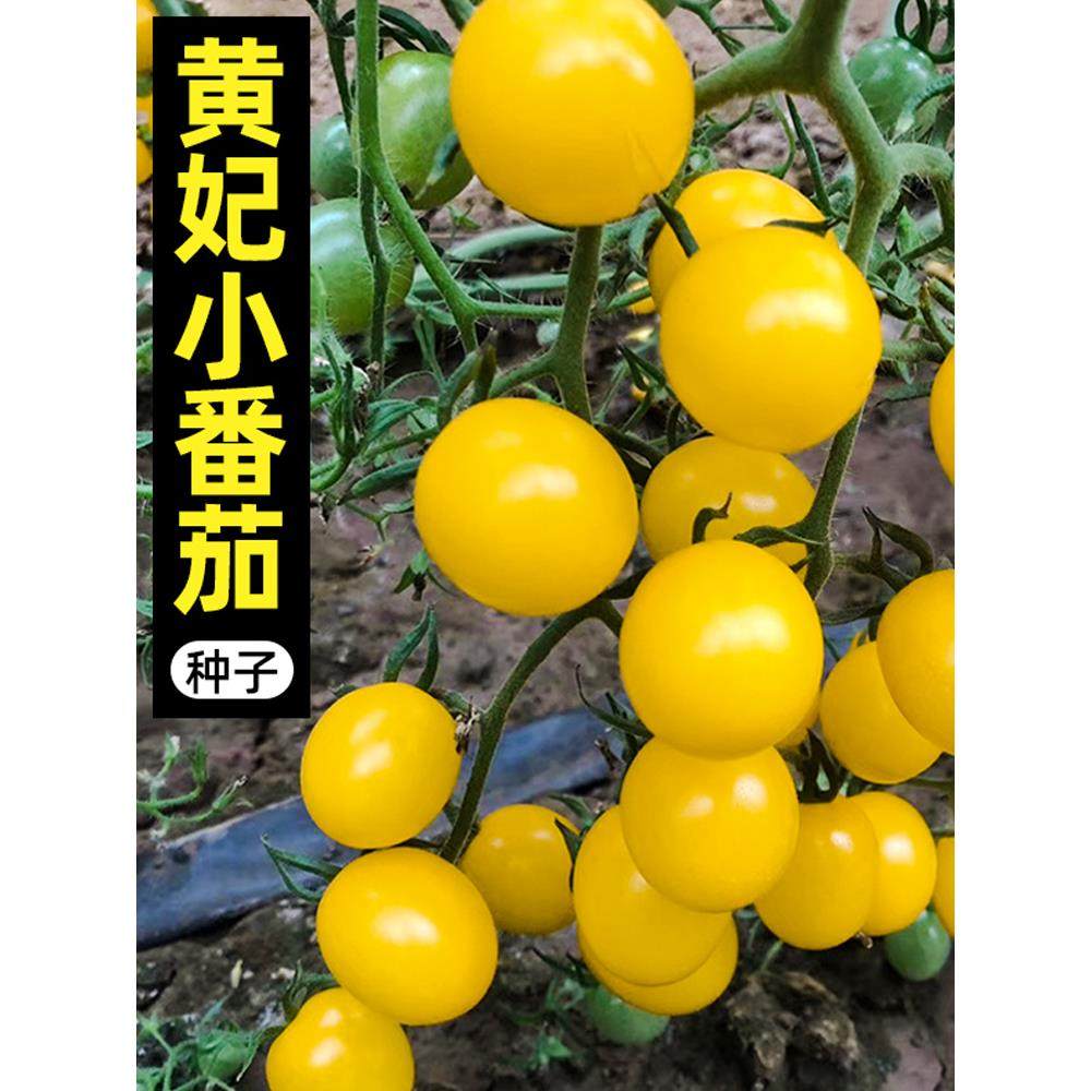 黄妃小番茄种子西红柿籽四