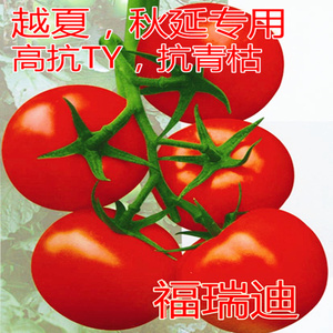 番茄种籽西红柿子秧苗嫁接