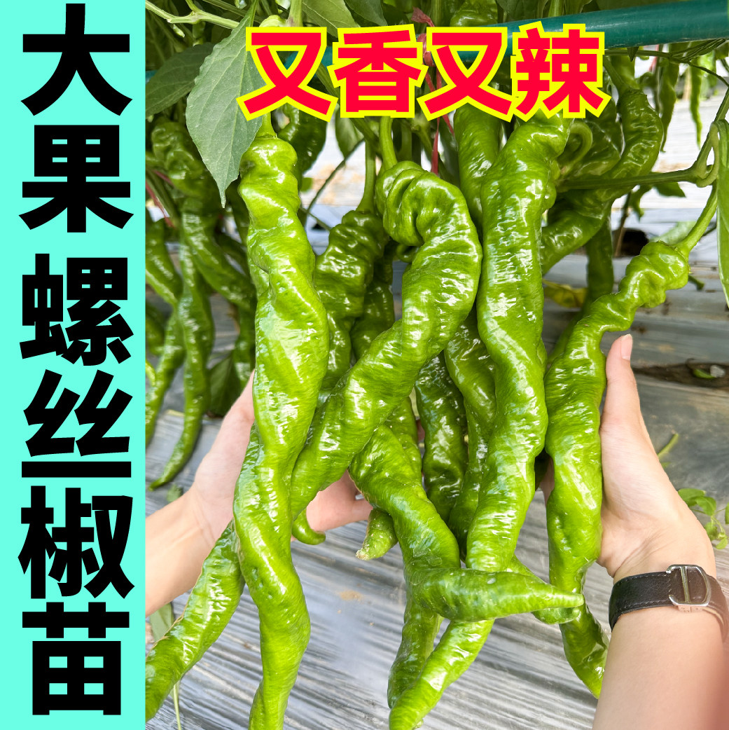 香辣高产螺丝椒苗秧种子四