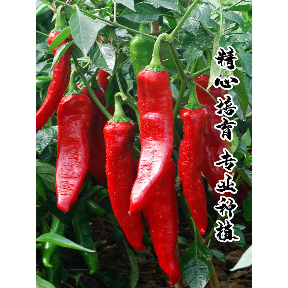 四季种植辣椒苗子朝天小米