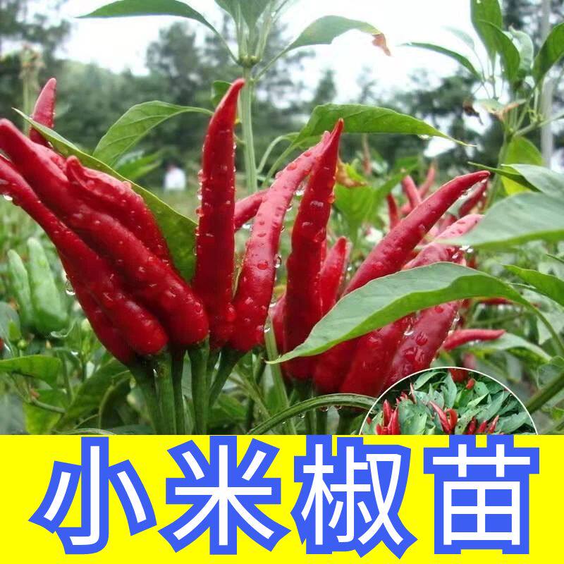 小米椒秧苗辣椒苗子四季高产正宗
