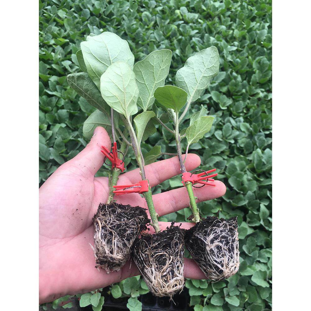 大龙长茄种子嫁接绿把圆杭