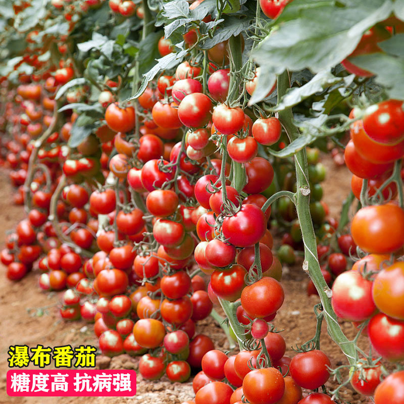 瀑布小番茄种子超甜圣女果