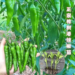 高产湖南特樟树港辣椒苗成