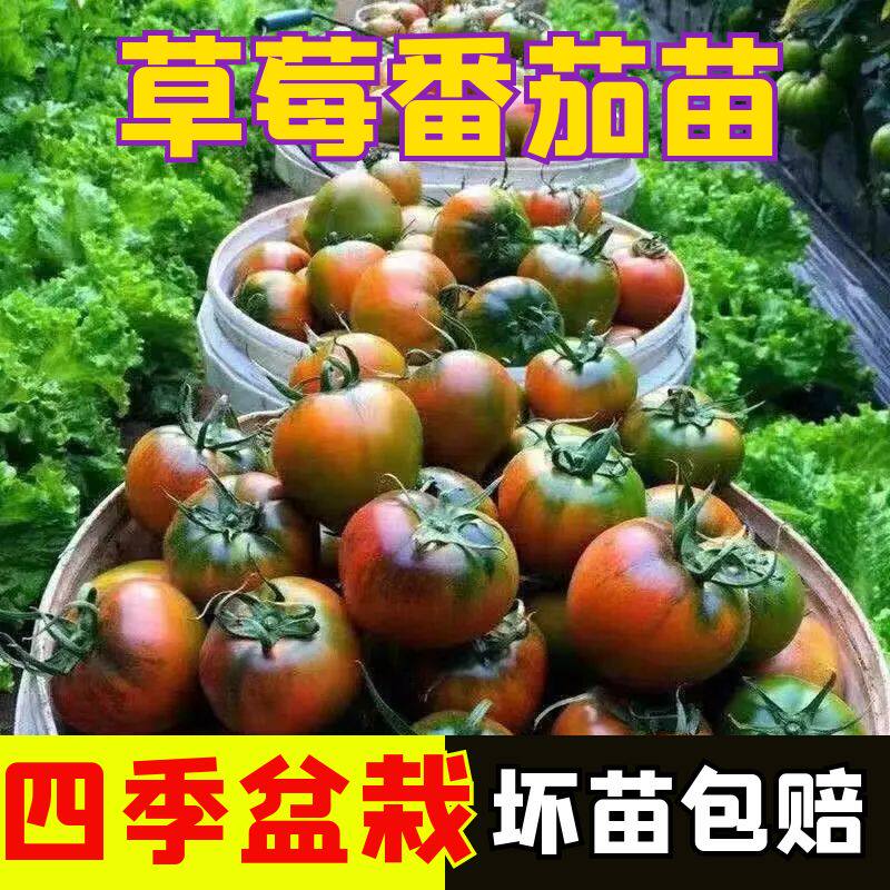 草莓番茄苗子秧苗幼苗西红柿秧菜苗四季大全盆栽蔬菜圣女果苗