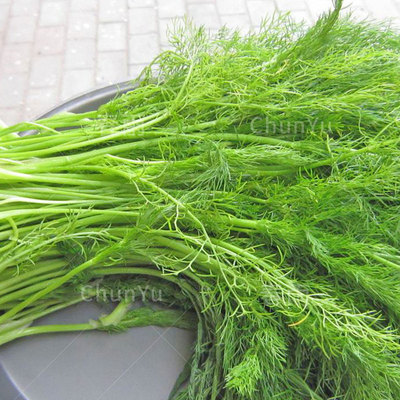 小茴香菜种籽大回苗盆栽食