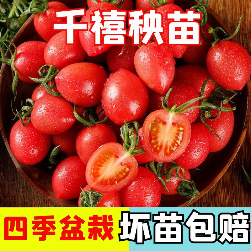 小千禧秧苗小番茄秧苗四季蔬菜苗