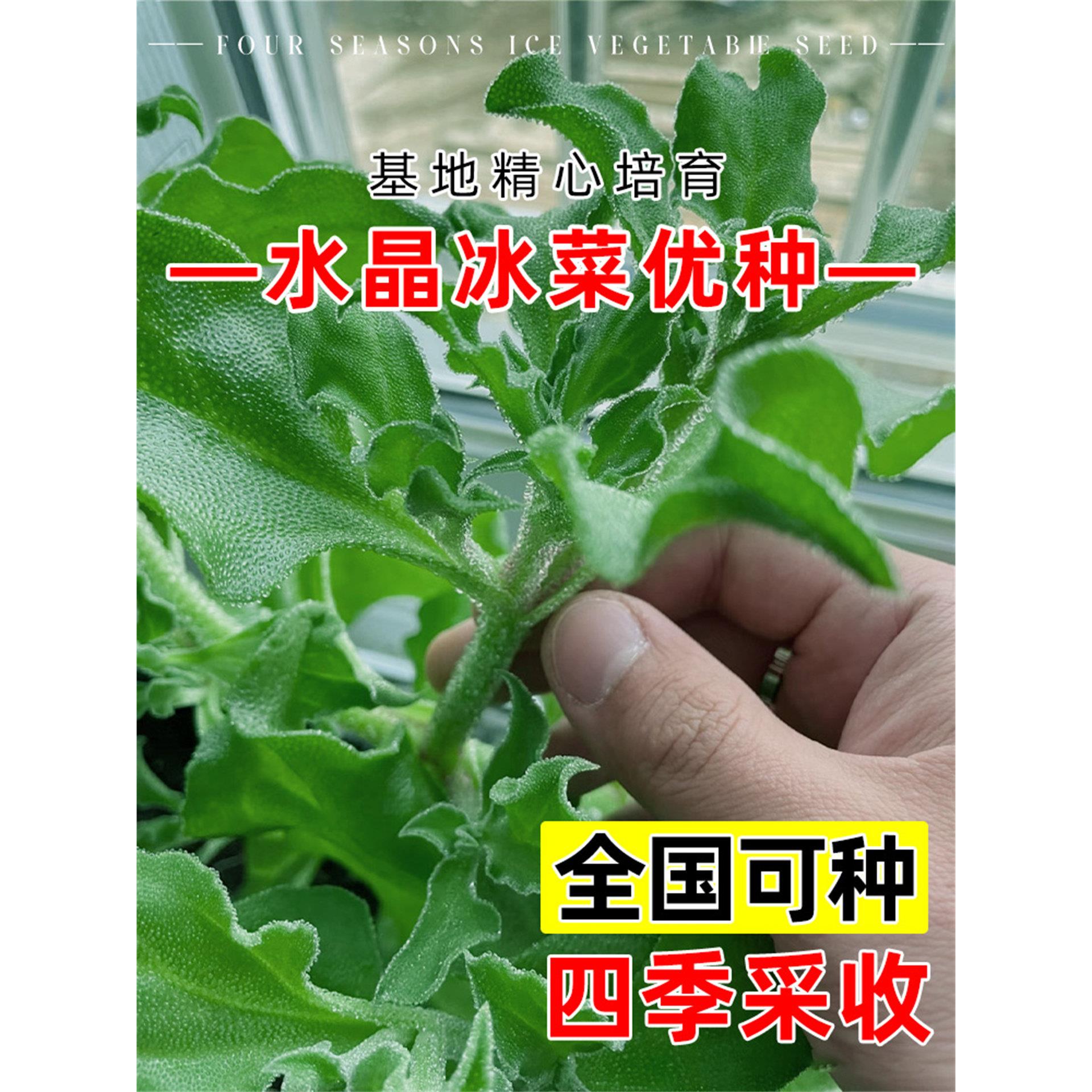 水晶冰菜种籽阳台蔬子大全