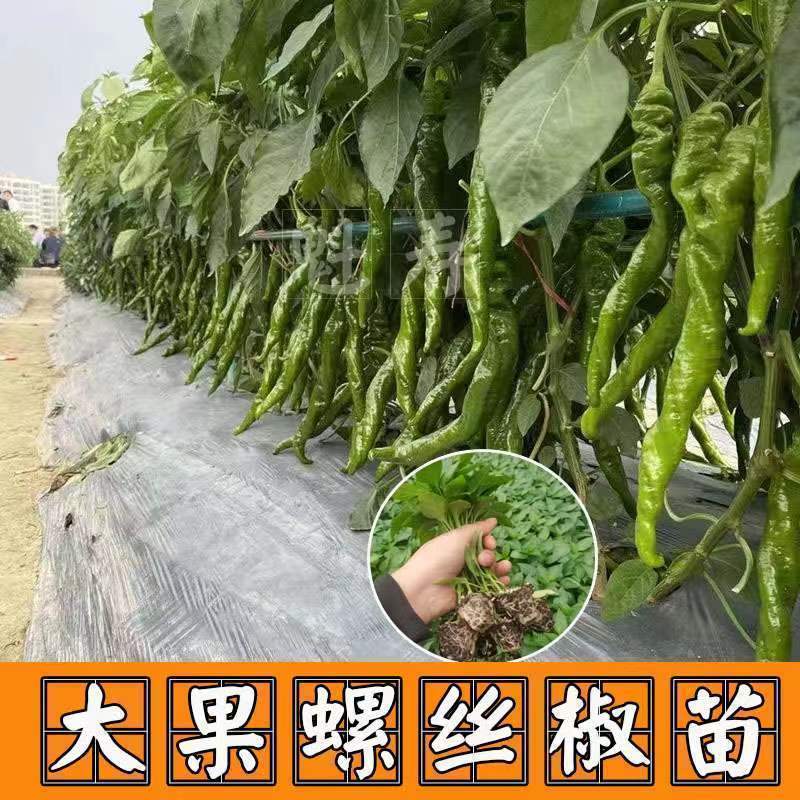菜都盛拢1号螺丝椒辣苗高