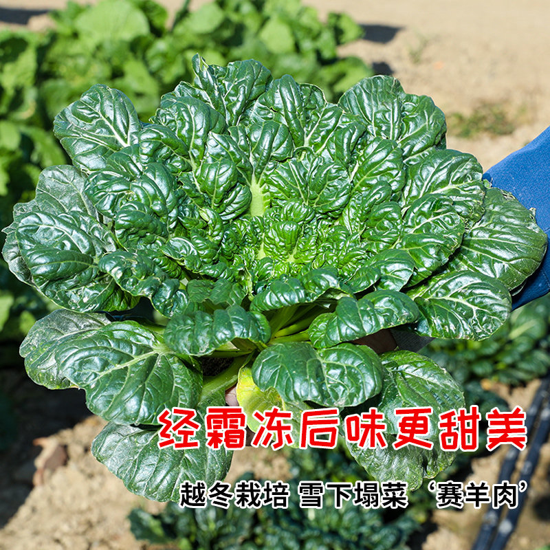 冬天乌塌菜种子塔白黄心越