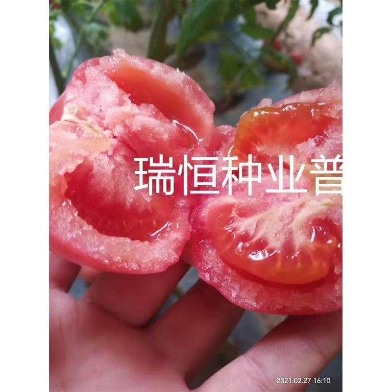 普罗旺斯西红柿种子苗口感
