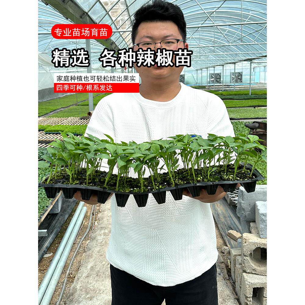 可混装辣椒苗螺丝新鲜耐寒