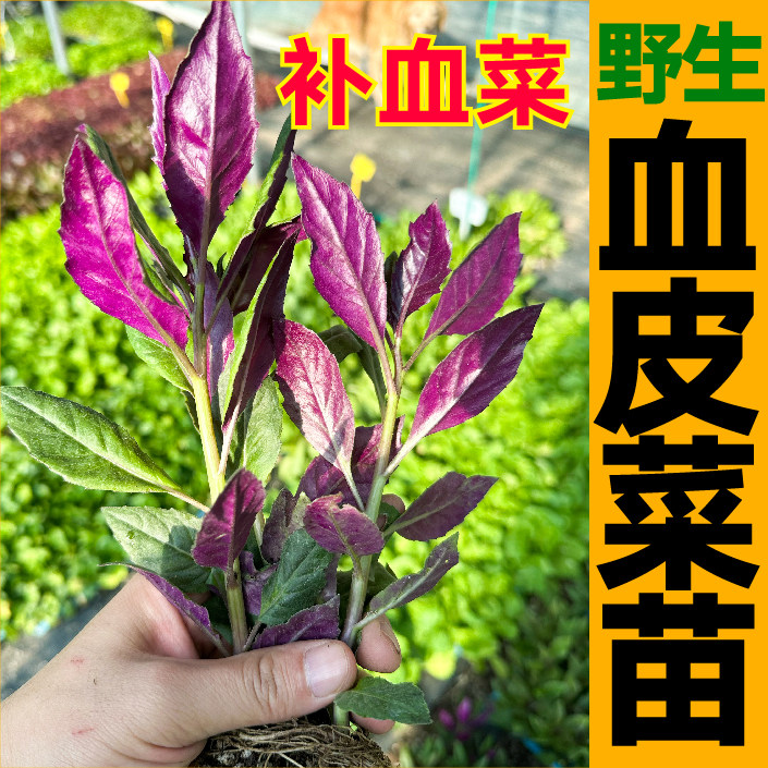 天然菜紫背苗秧带土球四季