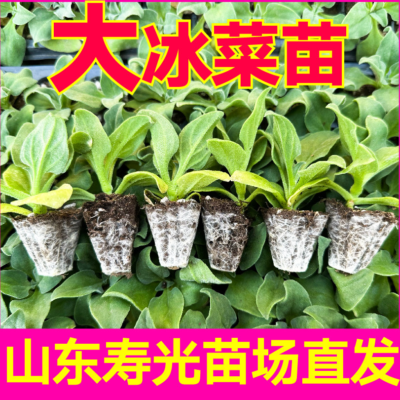 大叶水晶冰菜苗秧都是草种