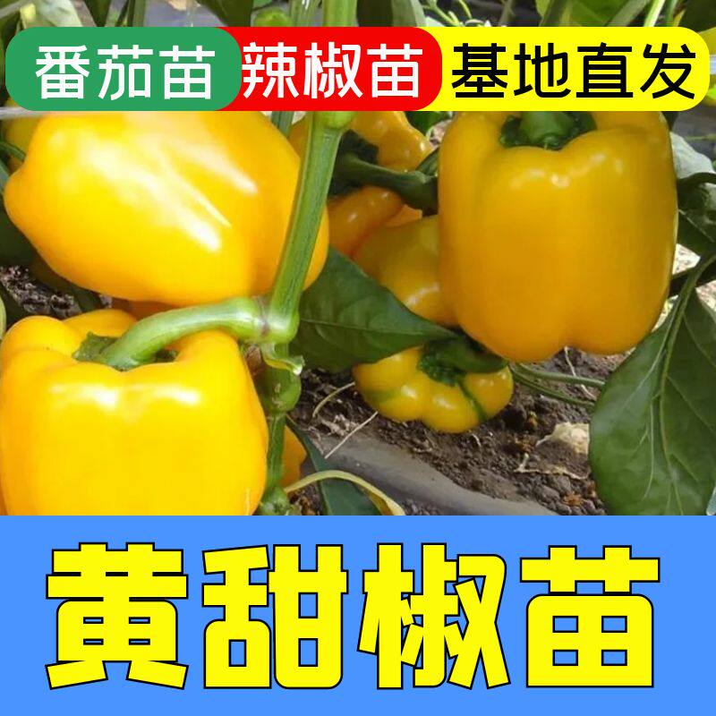 黄甜椒秧苗苗子四季蔬菜苗子