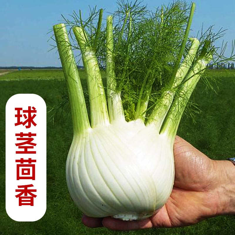 球茎茴香种子结小叶籽苗割