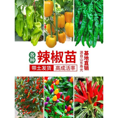 四季五彩小米辣椒苗秧薄皮