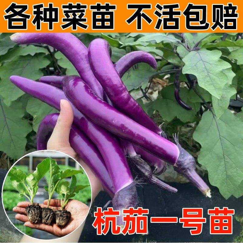 杭茄一号秧苗紫长子蔬菜大