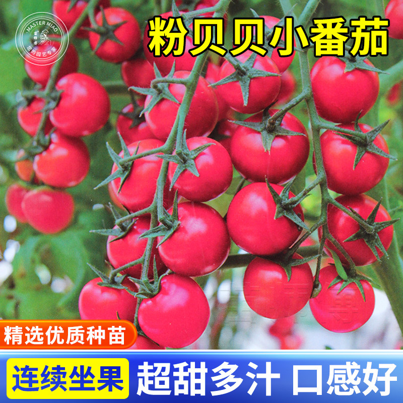 粉贝小番茄圣女果种子籽樱