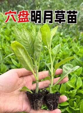 明月草秧苗长寿菜富贵盆栽