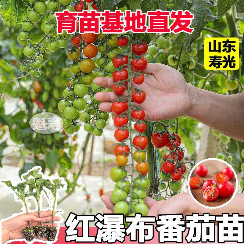 寿光压塌架珍珠瀑布番茄秧