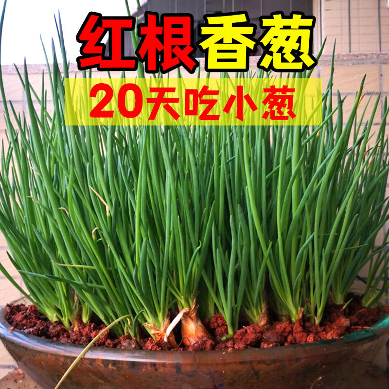 四季红葱头干香种子农家小
