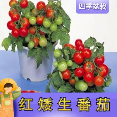 四季矮生番茄苗水果盆栽千禧种子孑种籽阳台圣女果西红柿草莓苗秧