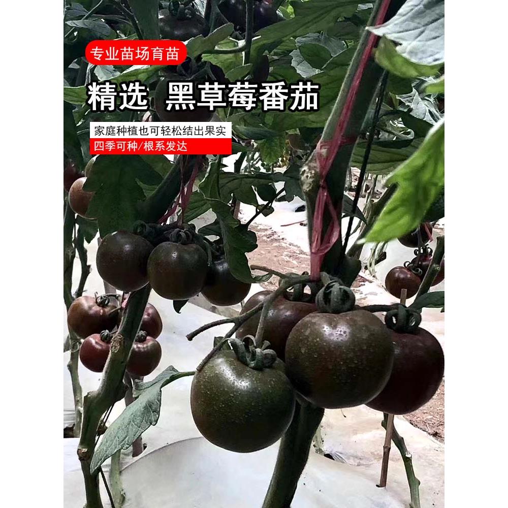 黑草莓番茄苗耐热寒阳台西