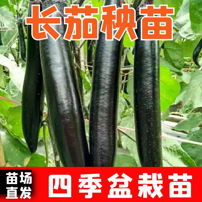 黑龙长茄秧苗长茄苗子秧苗四季苗