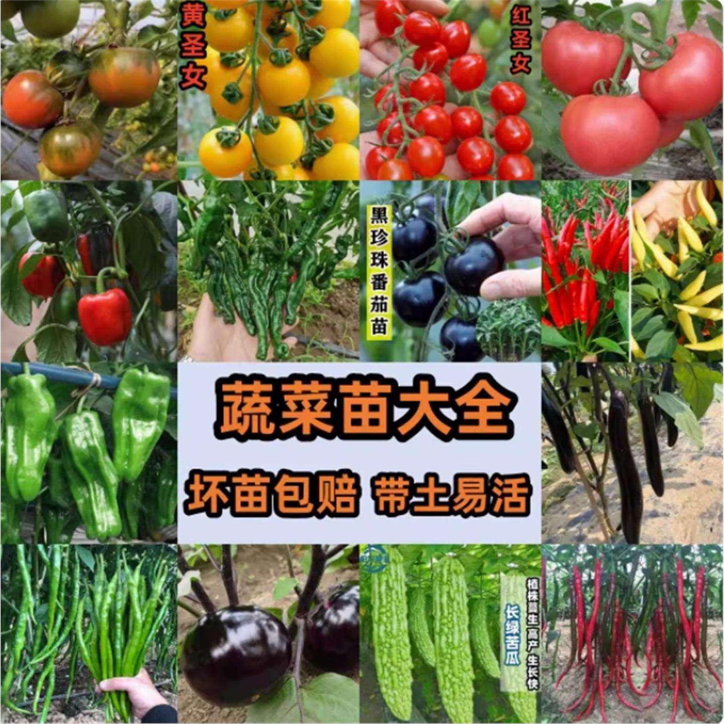 春季优质好苗蔬菜大全小番