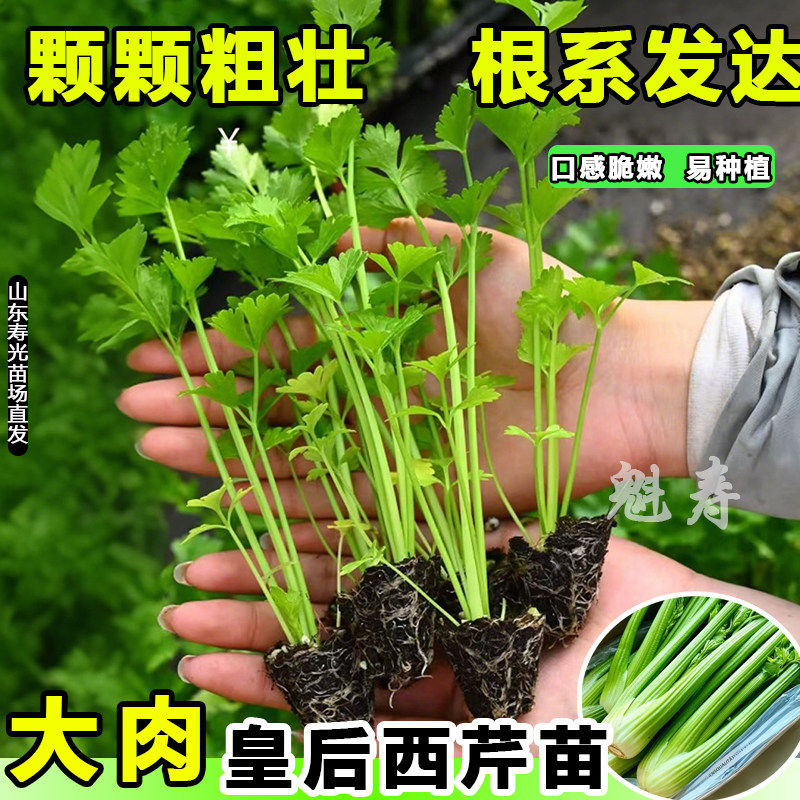 四季皇后大肉芹苗秧带土球