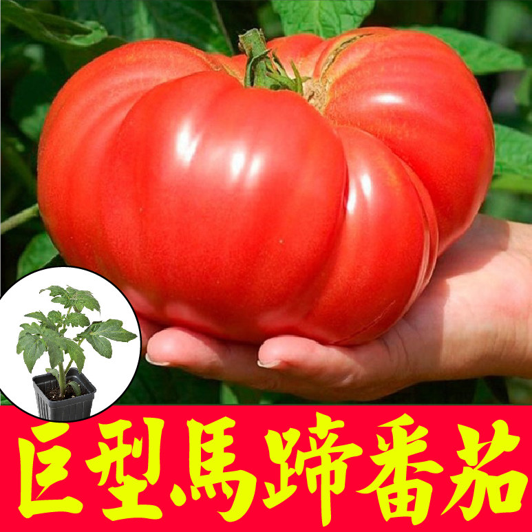 高产巨型马蹄番茄苗秧带土