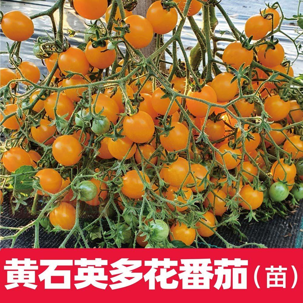 黄石英番茄苗多花樱桃秧玫