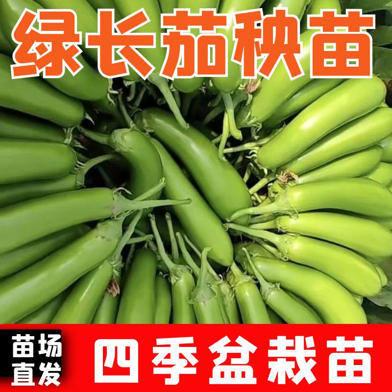 绿色长茄秧苗苗子四季高产正宗