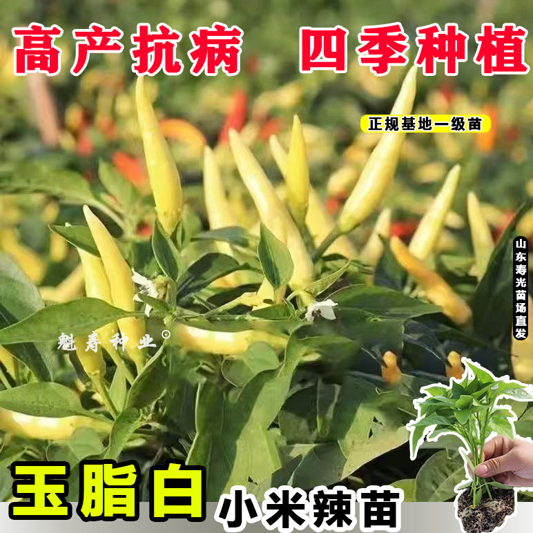 超级辣白玉小米椒苗秧高产