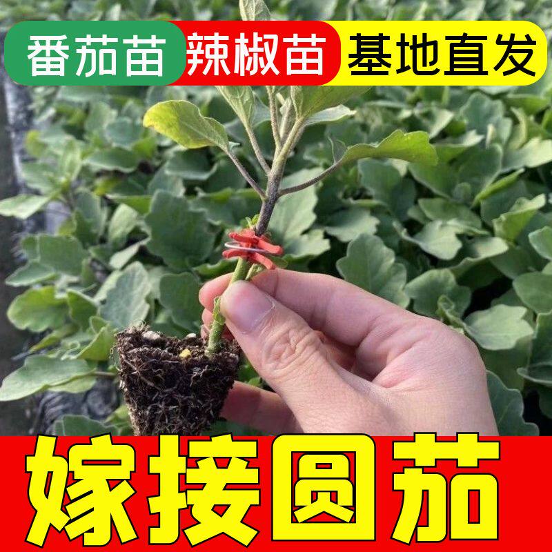 嫁接圆茄秧苗嫁接苗四季高产盆栽