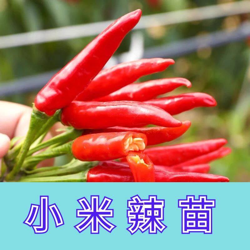 四季正宗小米椒秧苗高产正宗苗