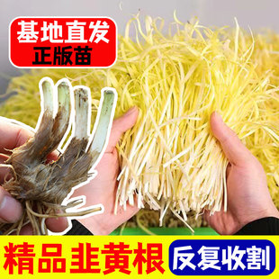 韭黄苗种子籽黄韭蔬菜苗四季根盆栽菜籽菜种籽种南方种韭菜根苗
