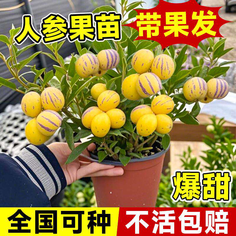人参果树苗带发盆栽正宗特