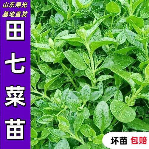 田七菜种苗四季植室内盆栽