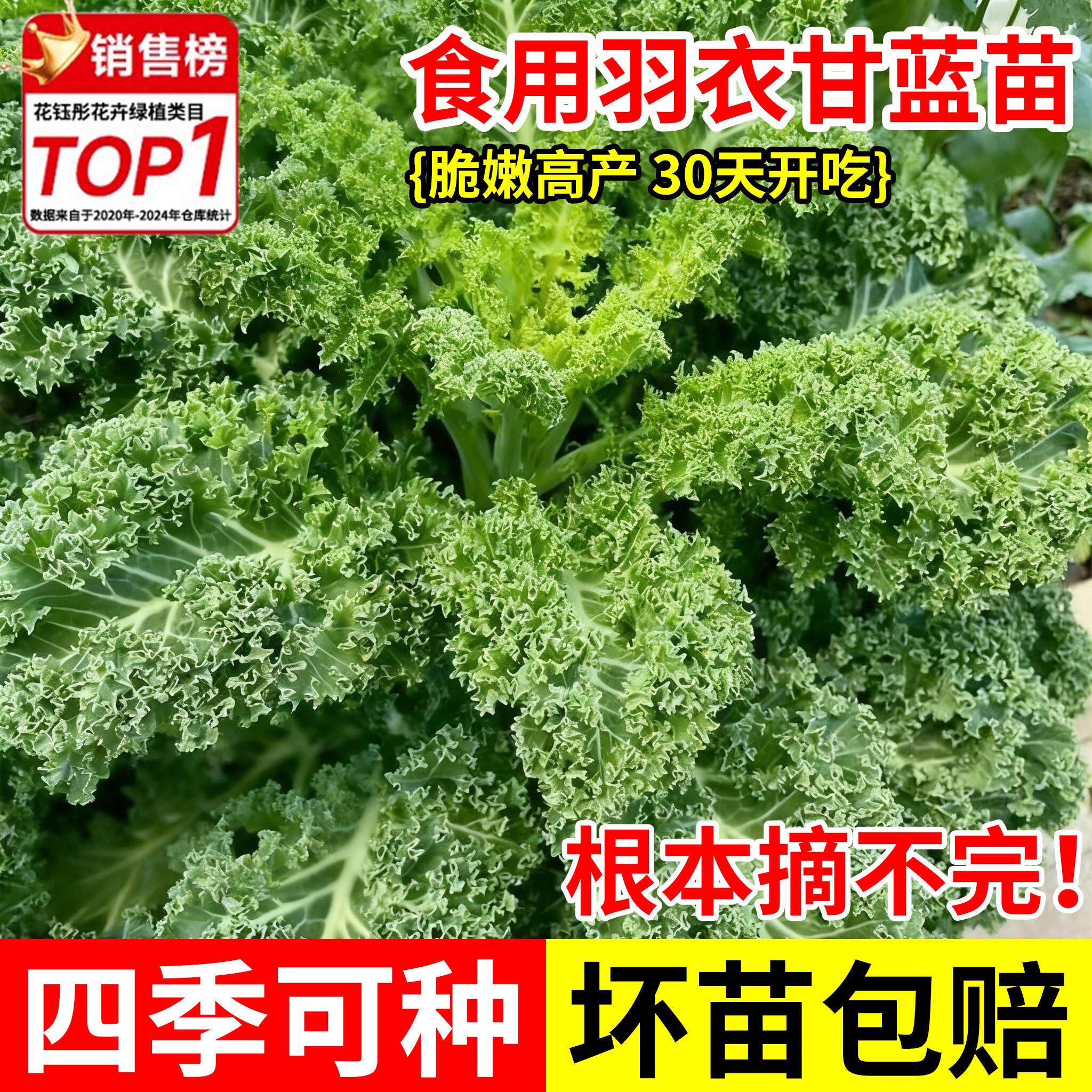 四季可食用绿羽衣甘蓝苗紫