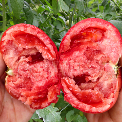 毛粉802番茄种子苗春季秋