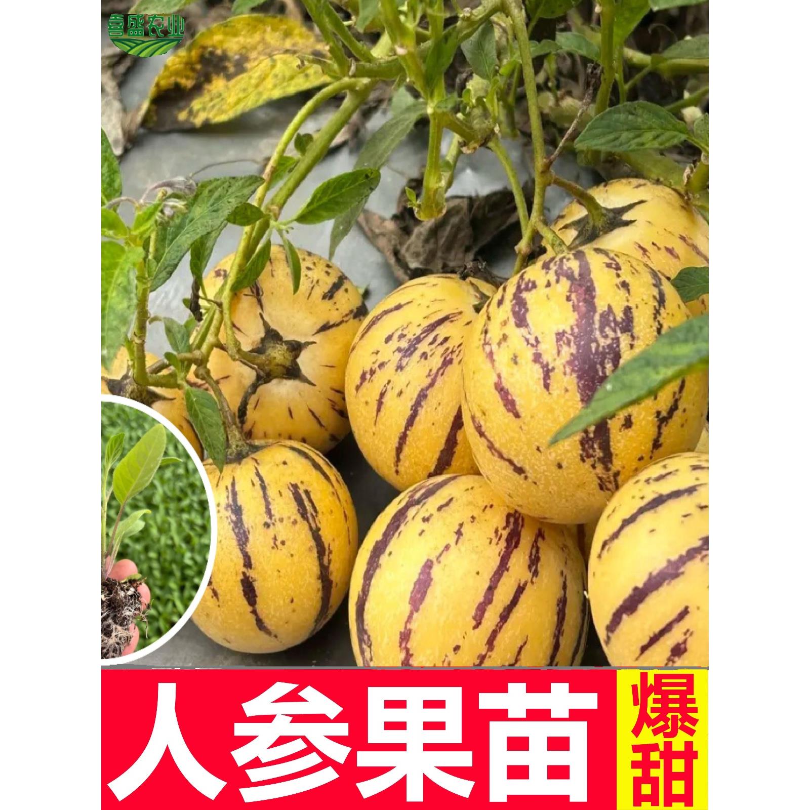 正宗人参果苗秧大四季春秋