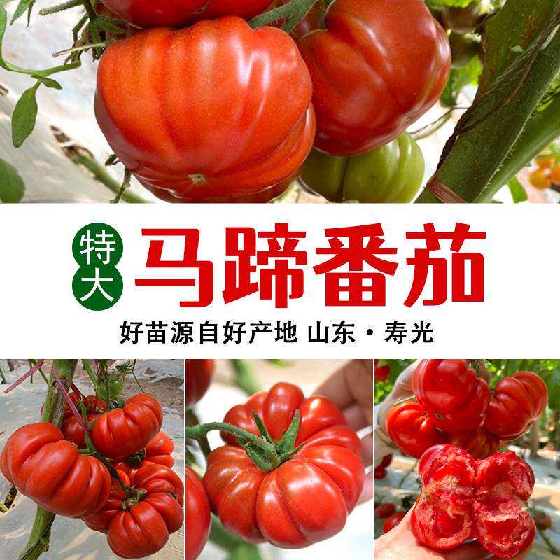 马蹄番茄苗子大红阳台黄秧