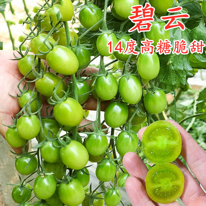 高糖绿色小番茄种子碧玉青