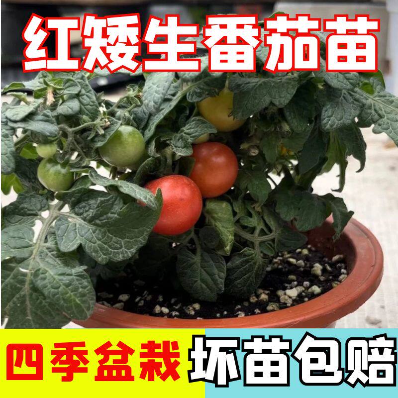 矮生红番茄秧苗四季蔬菜秧苗