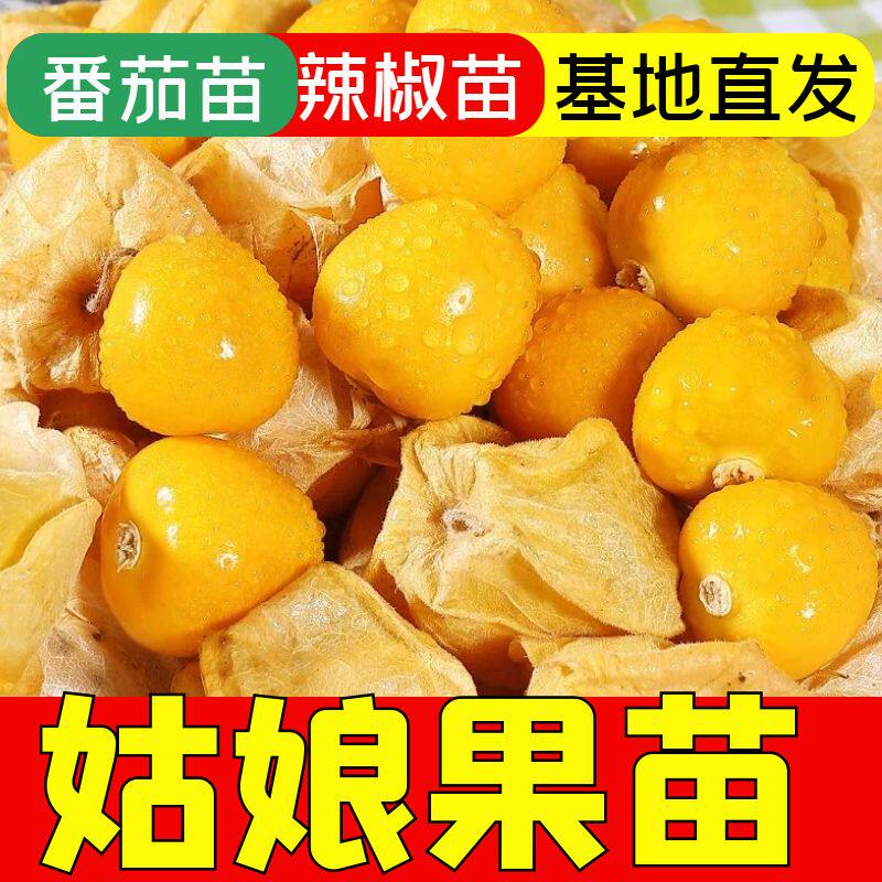 黄姑娘果秧苗姑娘果苗四季盆栽
