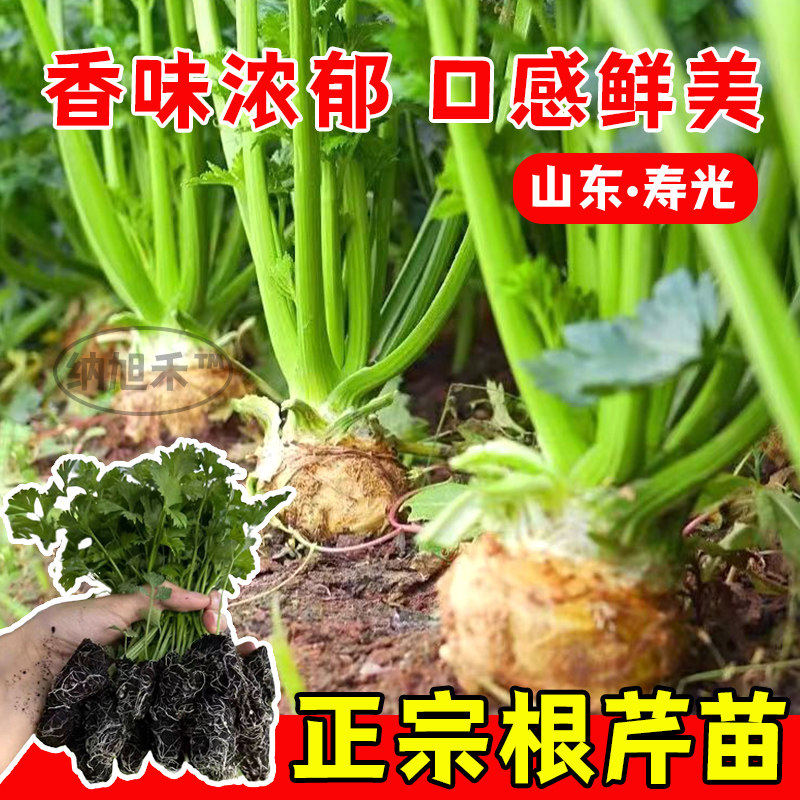 山东根芹苗秧带土球大疙瘩