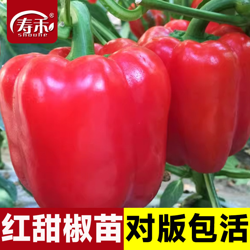 彩色红甜椒辣种子籽苗菜蔬