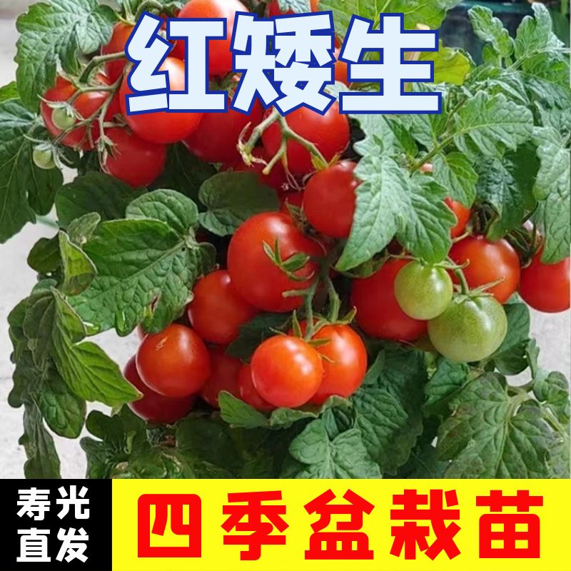 正宗红矮生秧苗四季高产正宗